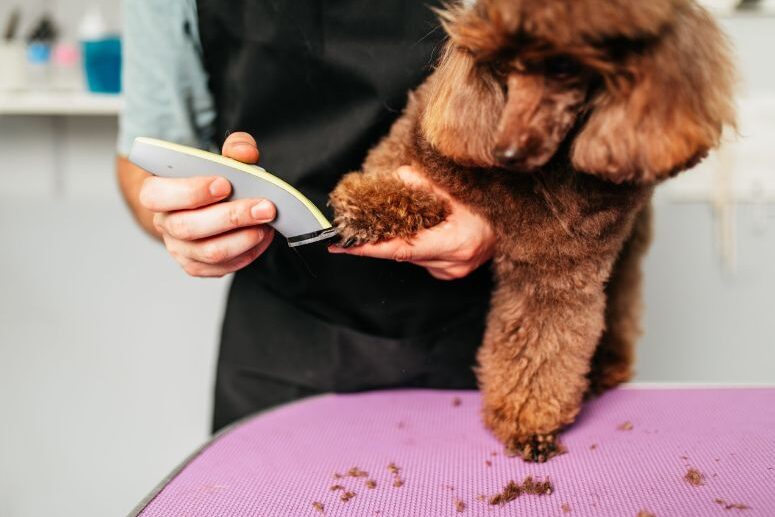 How To Trim Dogs Paws? {Step-by-Step Guide}