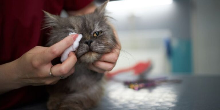 How to Clean Persian Cat Eyes: Tips and Tricks for Safe Cleaning