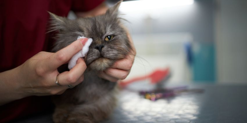 How To Clean Persian Cats Eyes 
