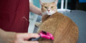 How to Treat Dry Skin on Cats and Prevent Flare-Ups