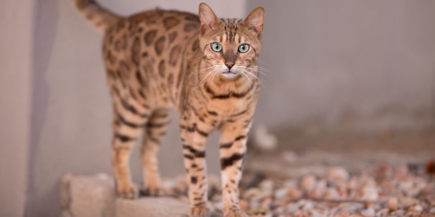 African Wildcat vs. Domestic Cat: Key Differences and Similarities